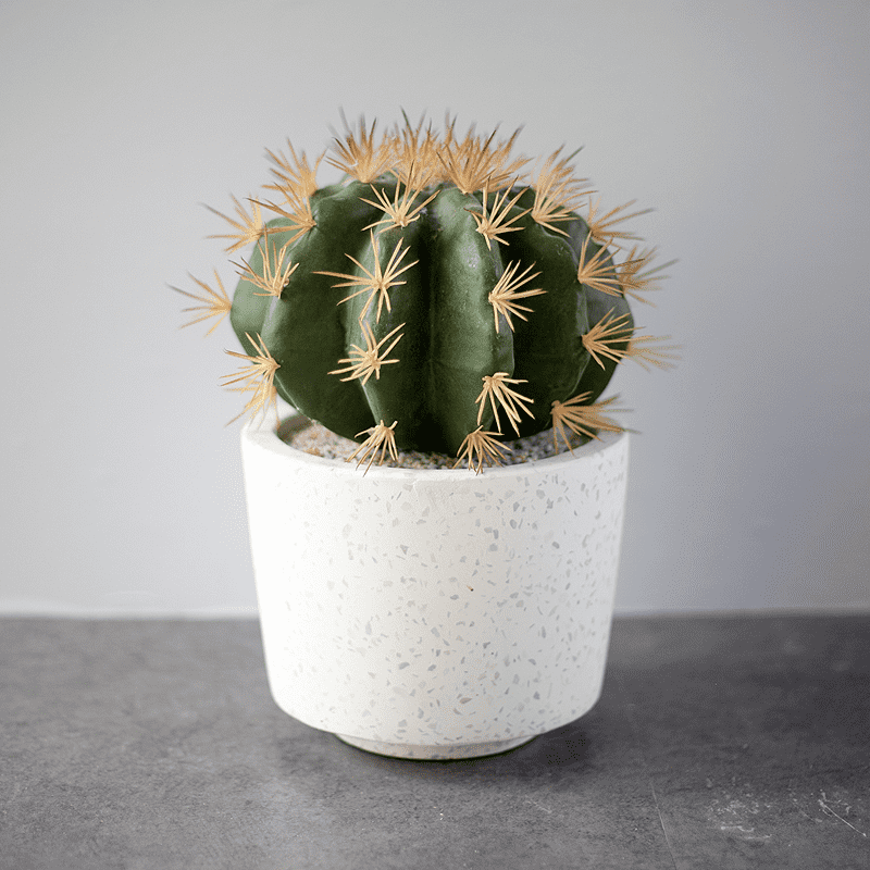 Chậu cây xương rồng mini