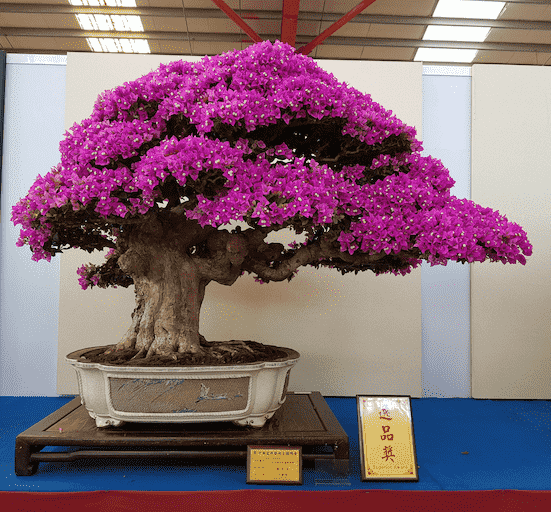 Cây Bonsai Đột Biến Lá Tím